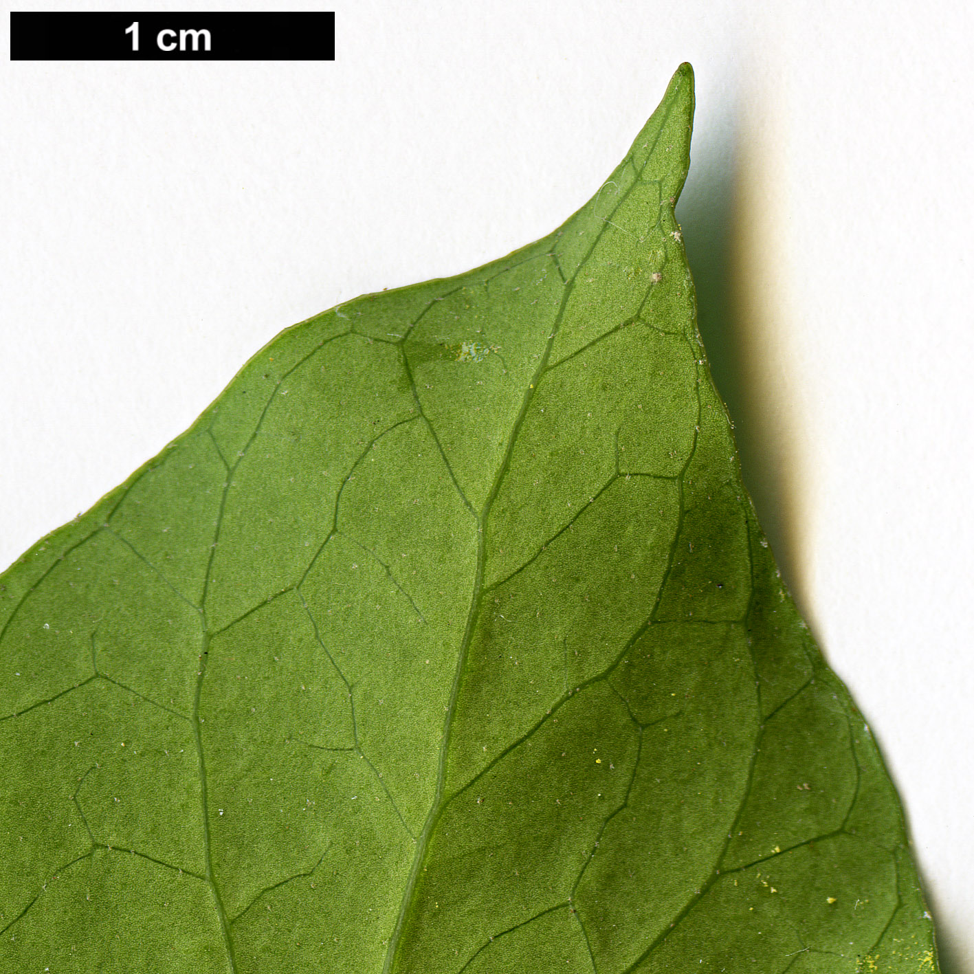 High resolution image: Family: Araliaceae - Genus: Hedera - Taxon: nepalensis - SpeciesSub: var. sinensis